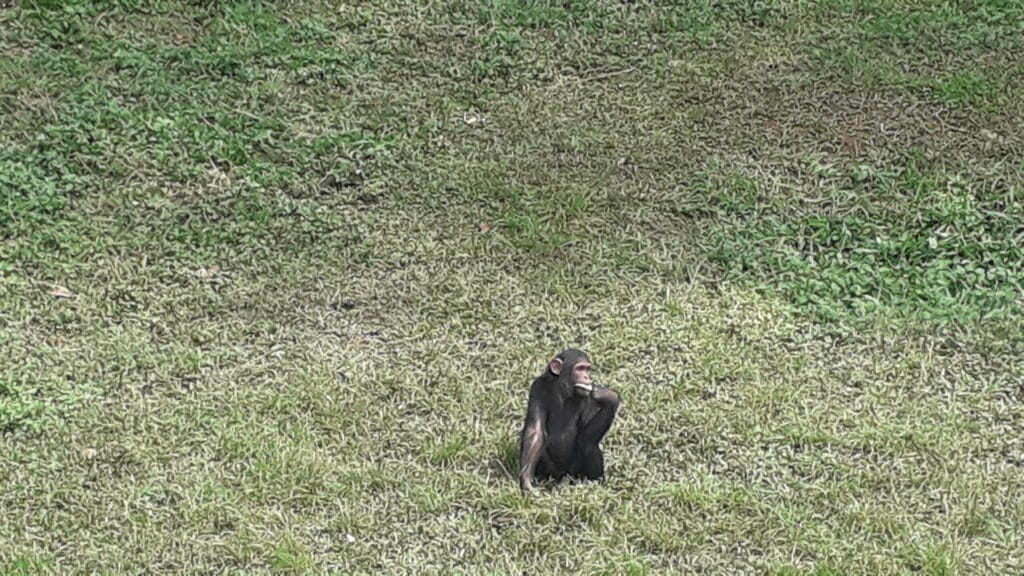 Chimp