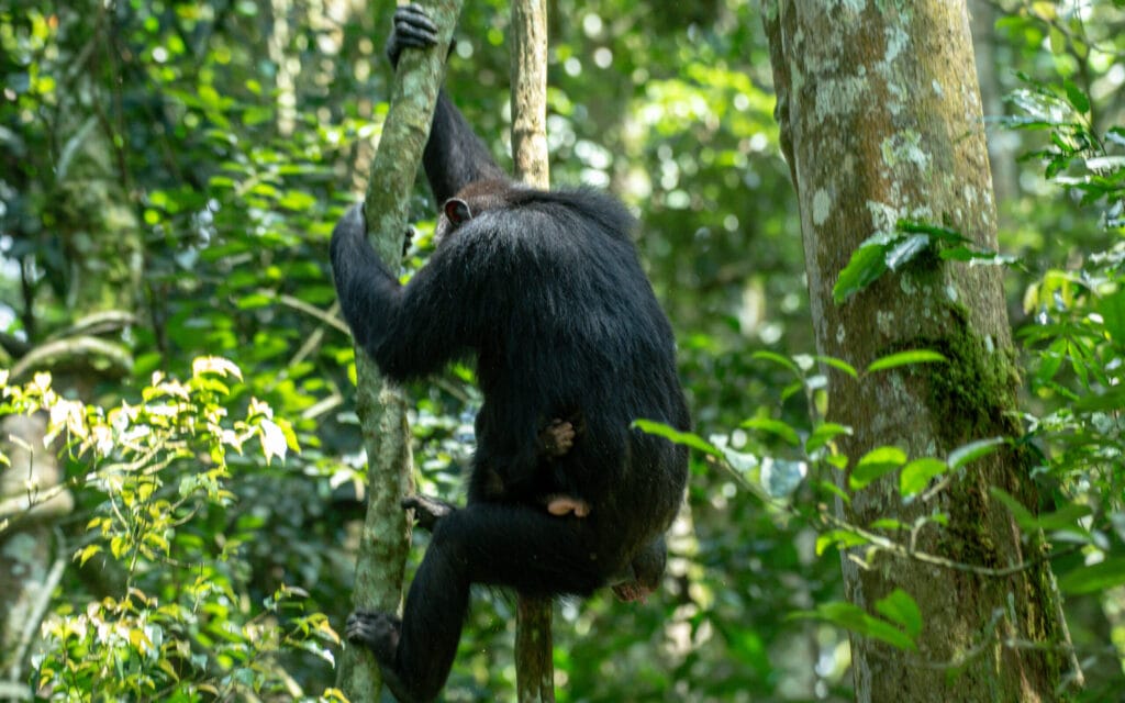 Chimpanzee on a tree in Kibale National Park
