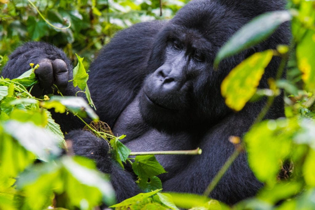 Gorilla in Bwindi