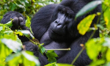 Gorilla in Bwindi