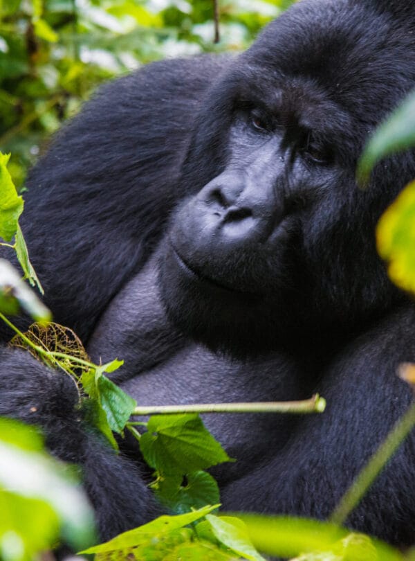 Gorilla in Bwindi