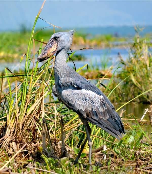 Shoebill Stork