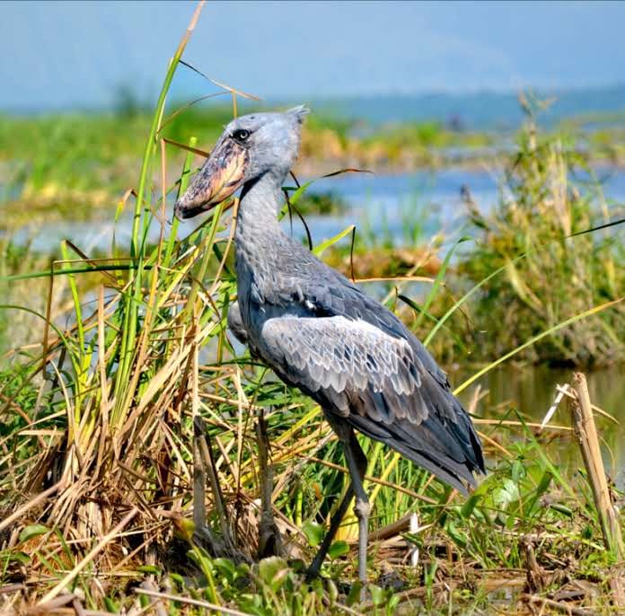 Shoebill Stork