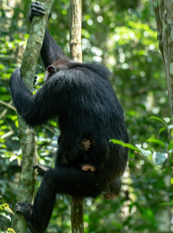 Chimpanzee on a tree in Kibale National Park