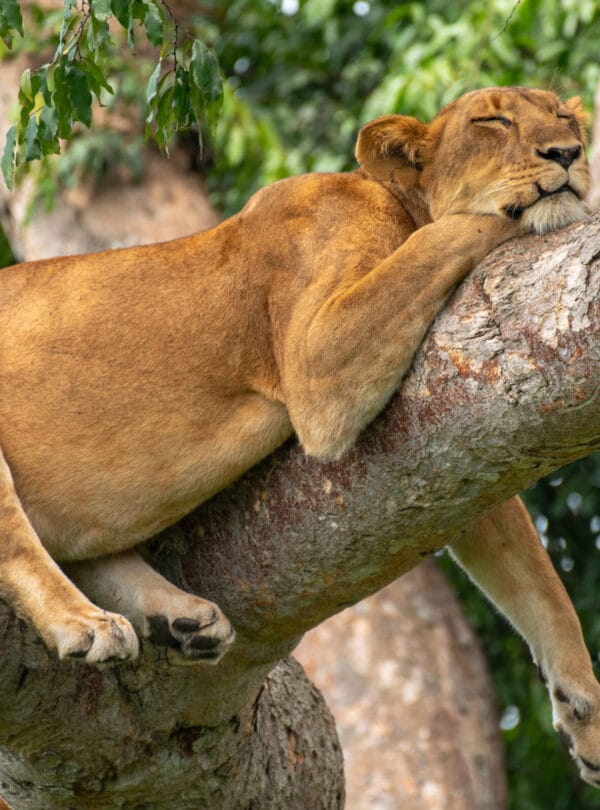 A lion Up in a tree in Queen Elizabeth National Park can be viewed on a one of our Authentic Ugandan Safaris