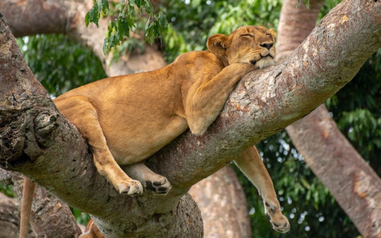 A lion Up in a tree in Queen Elizabeth National Park can be viewed on a one of our Authentic Ugandan Safaris