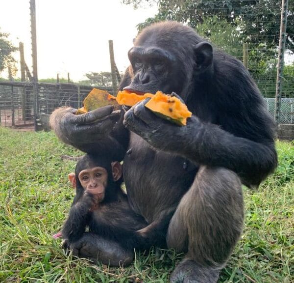 Chimpanzee Feeding