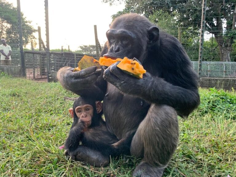 Chimpanzee Feeding