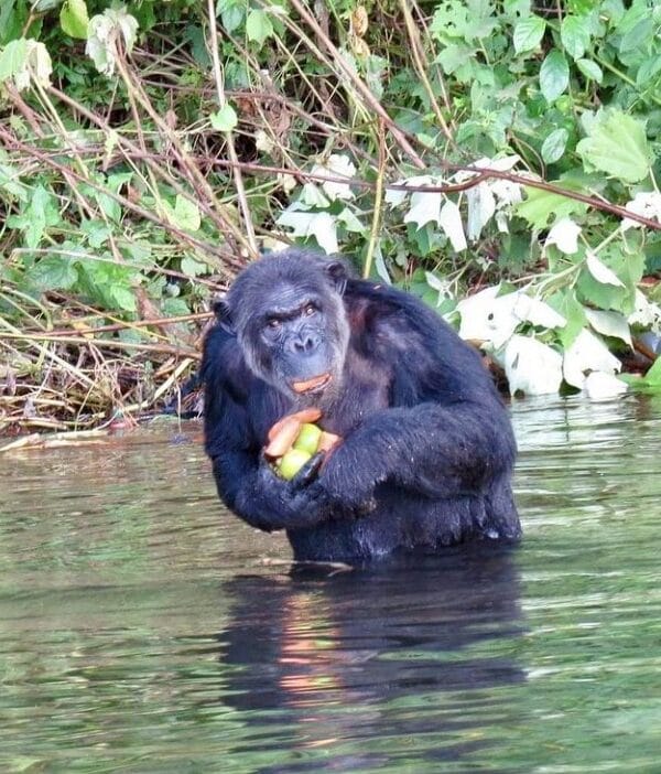 Chimpanzee holding fruites