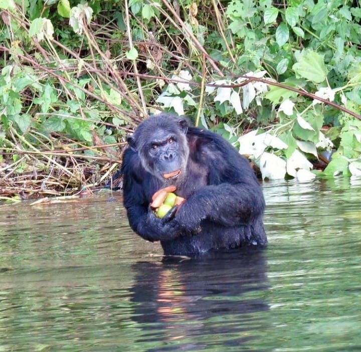 Chimpanzee holding fruites