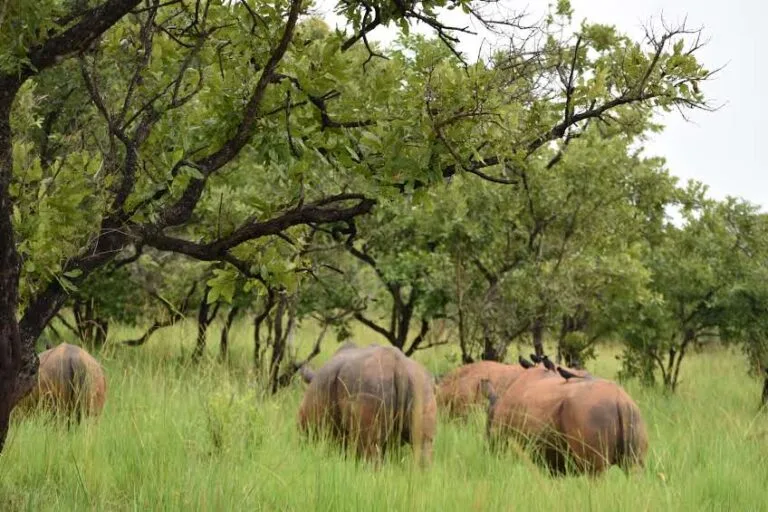 Ziwa Rhino Sanctuary (34)