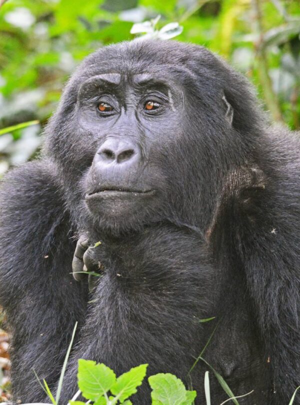 Mountain gorilla sitting quietly in the green forest of Bwindi