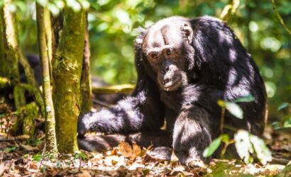 A chimpanzee sitting on the forest floor in Kibale Forest, Uganda, looking towards the camera