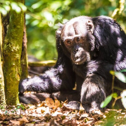 A chimpanzee sitting on the forest floor in Kibale Forest, Uganda, looking towards the camera