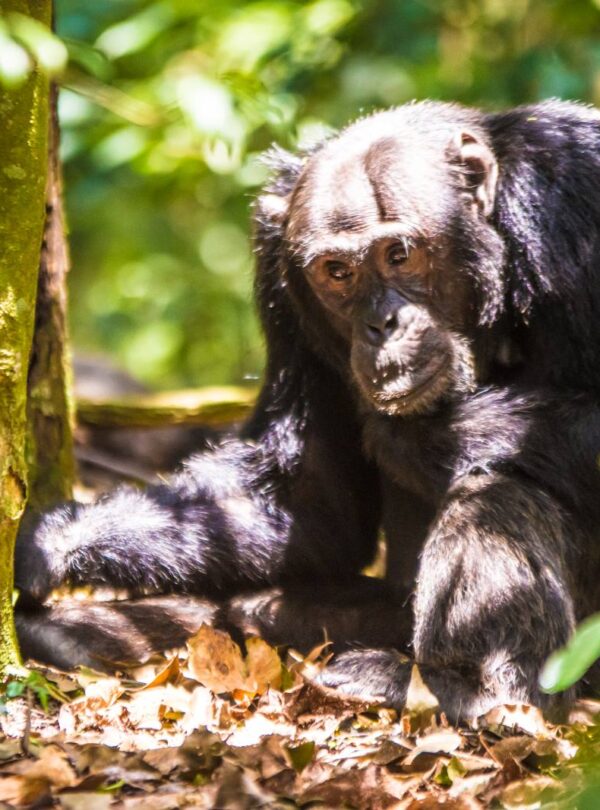A chimpanzee sitting on the forest floor in Kibale Forest, Uganda, looking towards the camera