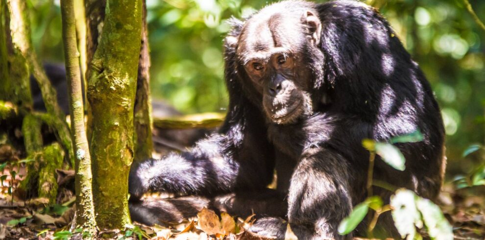 A chimpanzee sitting on the forest floor in Kibale Forest, Uganda, looking towards the camera