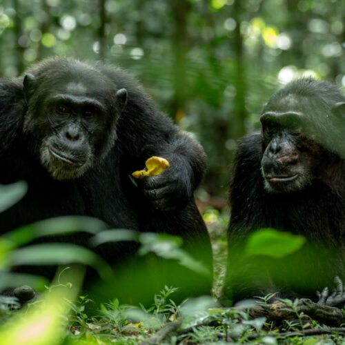 Two wild chimpanzees eating fruit in the forest of Kibale National Park, Uganda