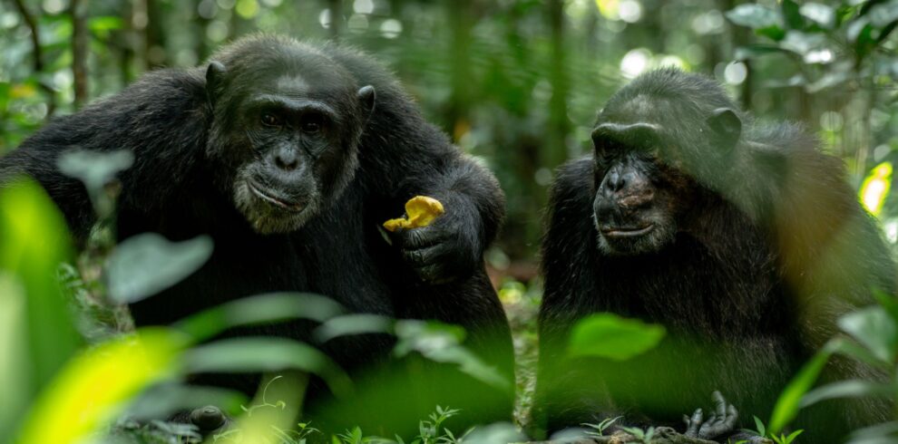 Two wild chimpanzees eating fruit in the forest of Kibale National Park, Uganda