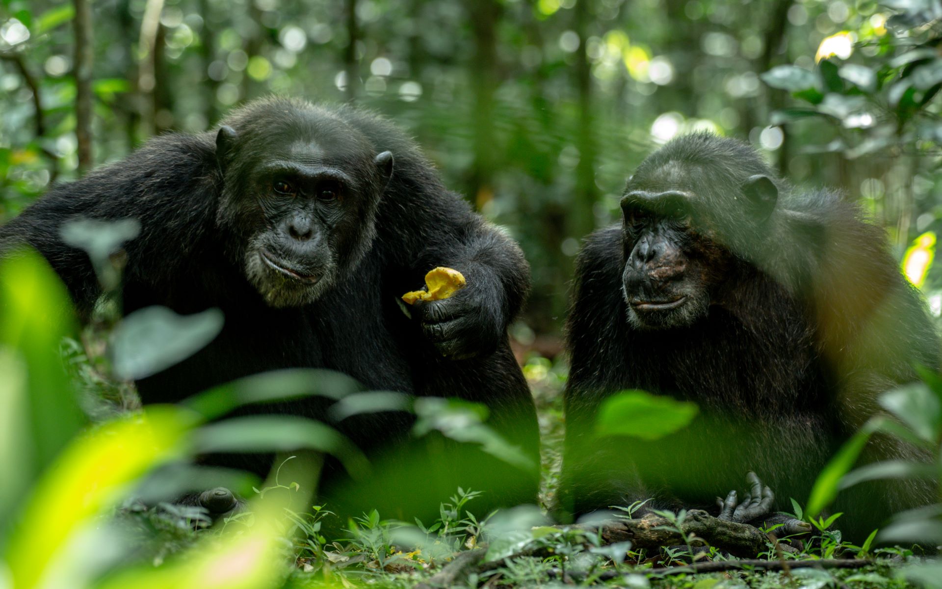 Two wild chimpanzees eating fruit in the forest of Kibale National Park, Uganda