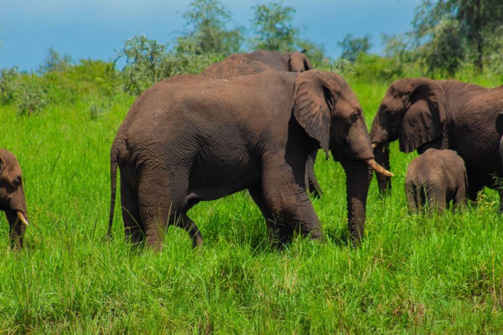 Elephant family grazing in green grass in Kidepo Valley National Park, Uganda
