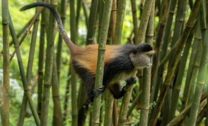 A golden monkey on a bamboo stem with its tail raised in Mgahinga Gorilla National Park, Uganda