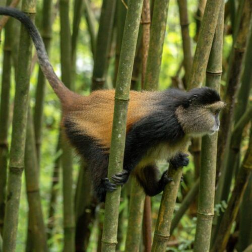 A golden monkey on a bamboo stem with its tail raised in Mgahinga Gorilla National Park, Uganda