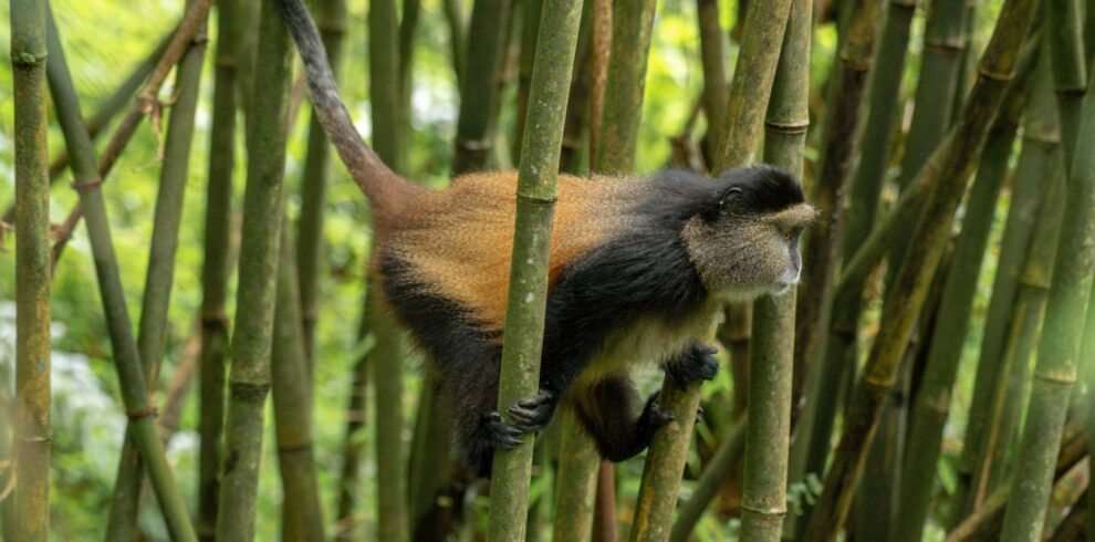 A golden monkey on a bamboo stem with its tail raised in Mgahinga Gorilla National Park, Uganda