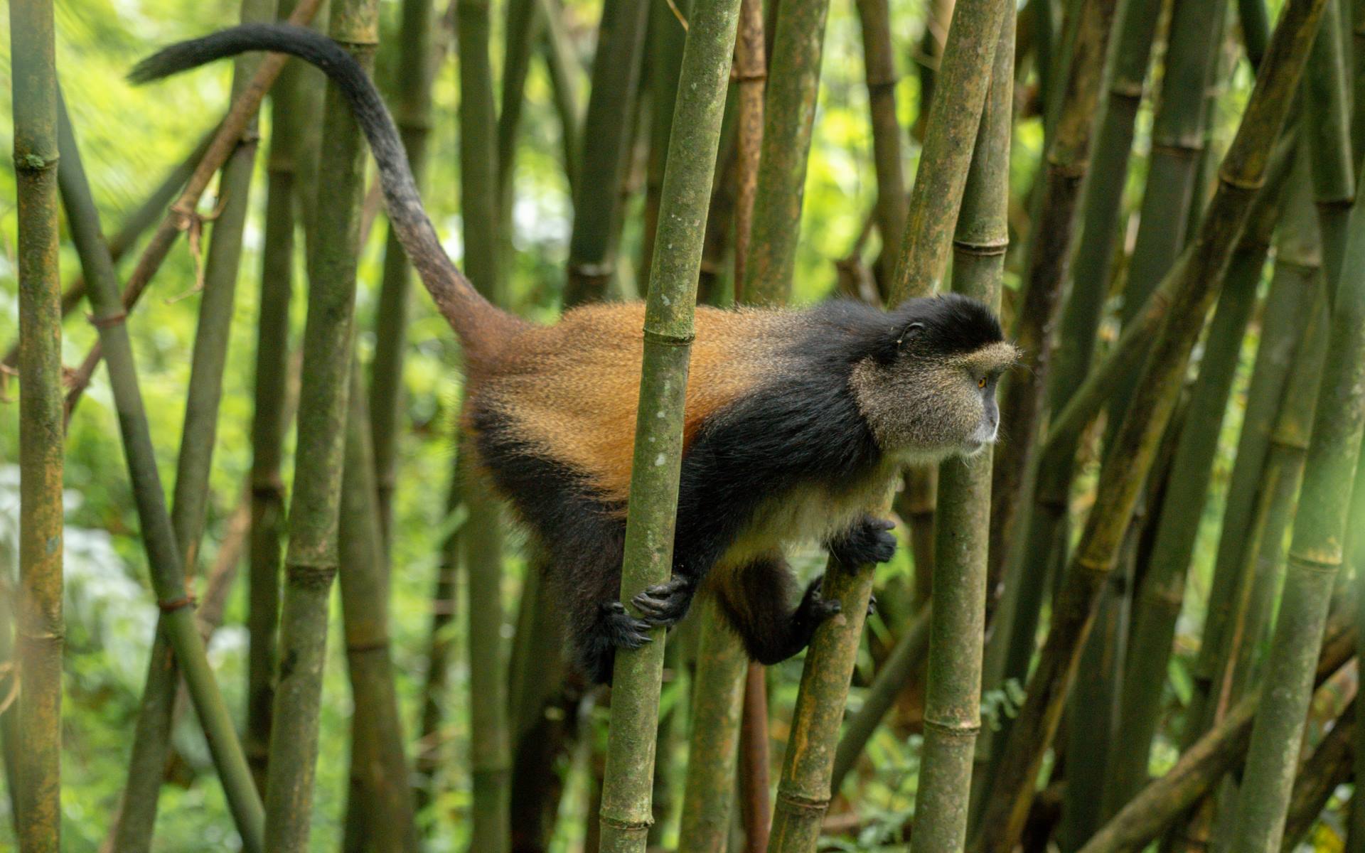 A golden monkey on a bamboo stem with its tail raised in Mgahinga Gorilla National Park, Uganda