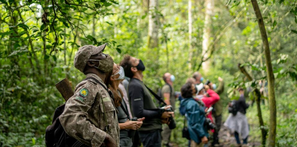 A guide and visitors looking up at chimpanzees in the trees of Kibale National Park