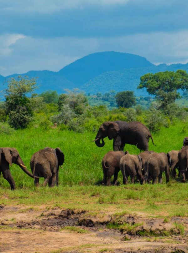 Elephant herd walking across the plains with mountains behind in Kidepo