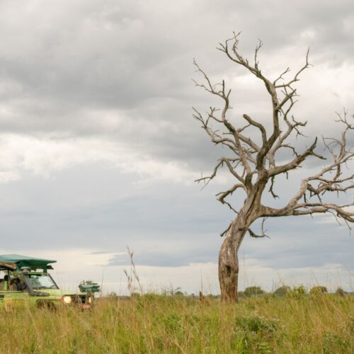 A safari vehicle beside a large dead tree under a stormy sky in Kidepo Valley National Park, Uganda