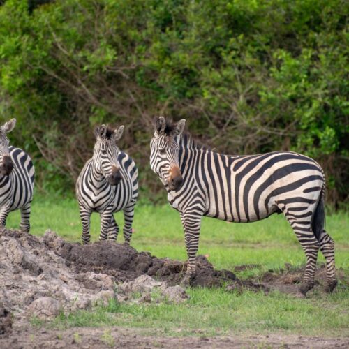 Three zebras standing close together on the grass in Lake Mburo National Park, Uganda