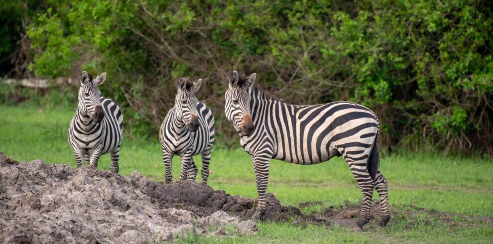Three zebras standing close together on the grass in Lake Mburo National Park, Uganda