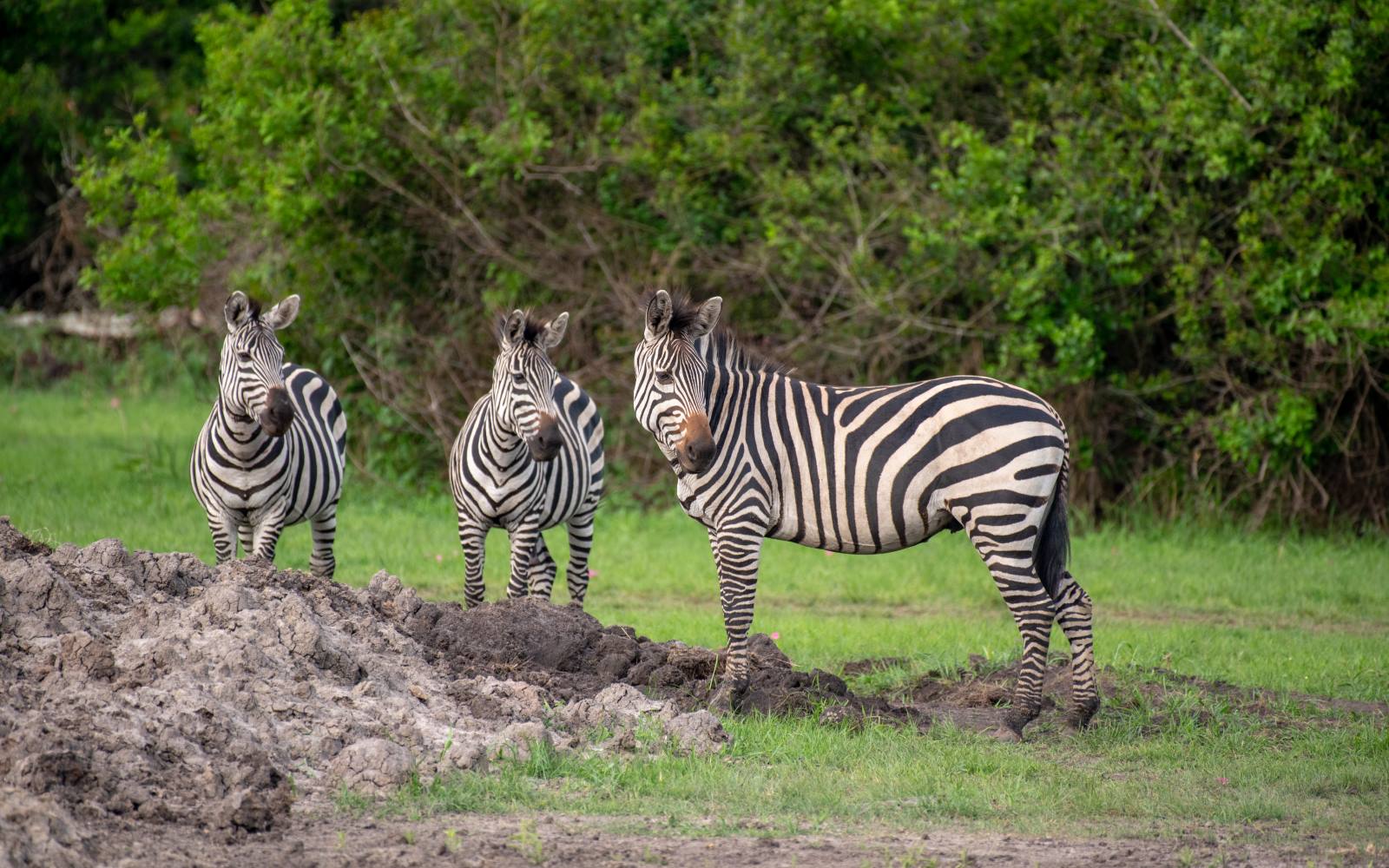 Three zebras standing close together on the grass in Lake Mburo National Park, Uganda
