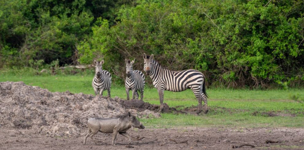 Zebras and a warthog at a waterhole in Lake Mburo National Park