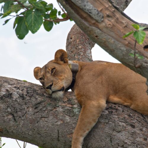 Two lions resting in a tree in the Ishasha sector of Queen Elizabeth National Park, Uganda