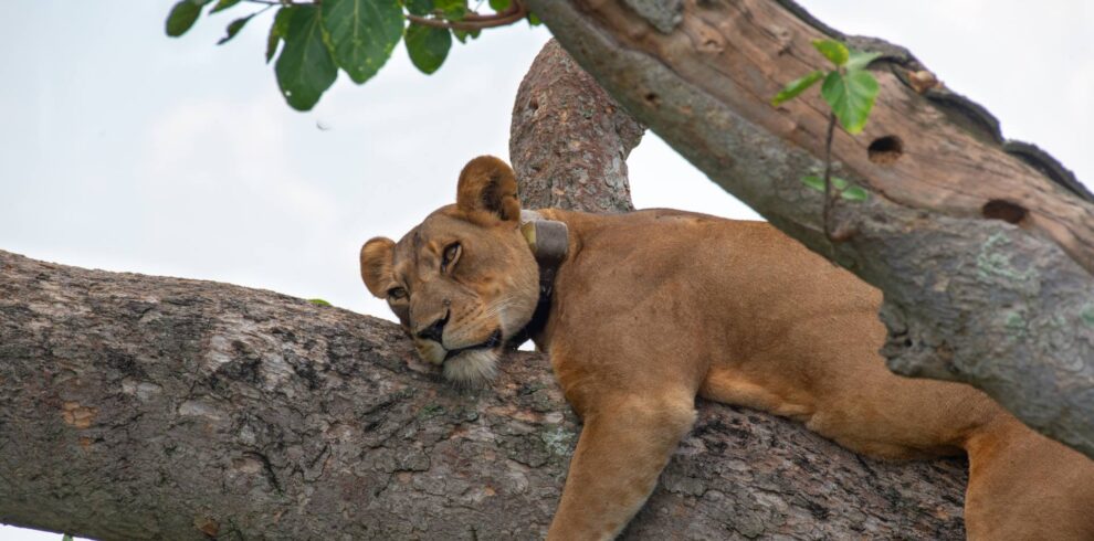 Two lions resting in a tree in the Ishasha sector of Queen Elizabeth National Park, Uganda