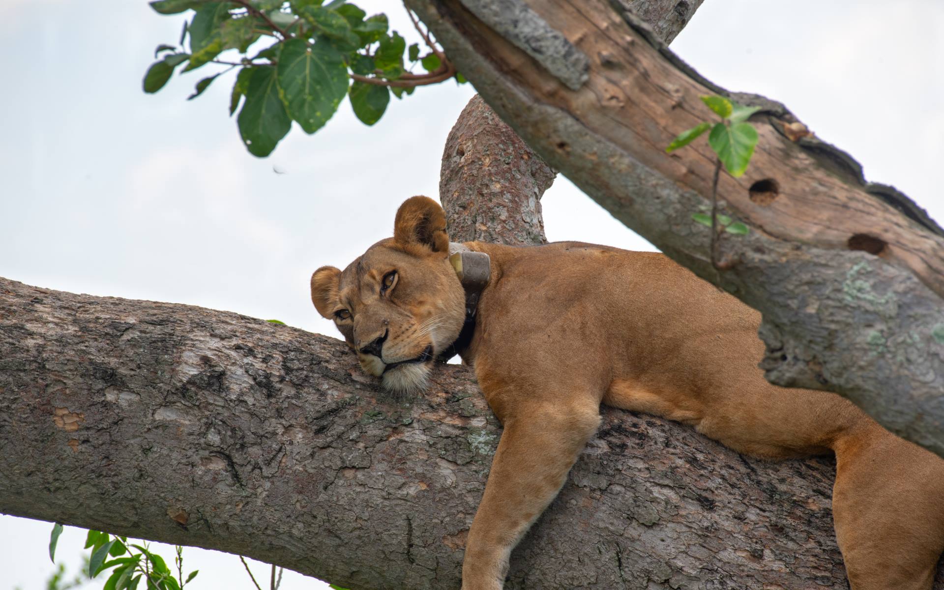 Two lions resting in a tree in the Ishasha sector of Queen Elizabeth National Park, Uganda