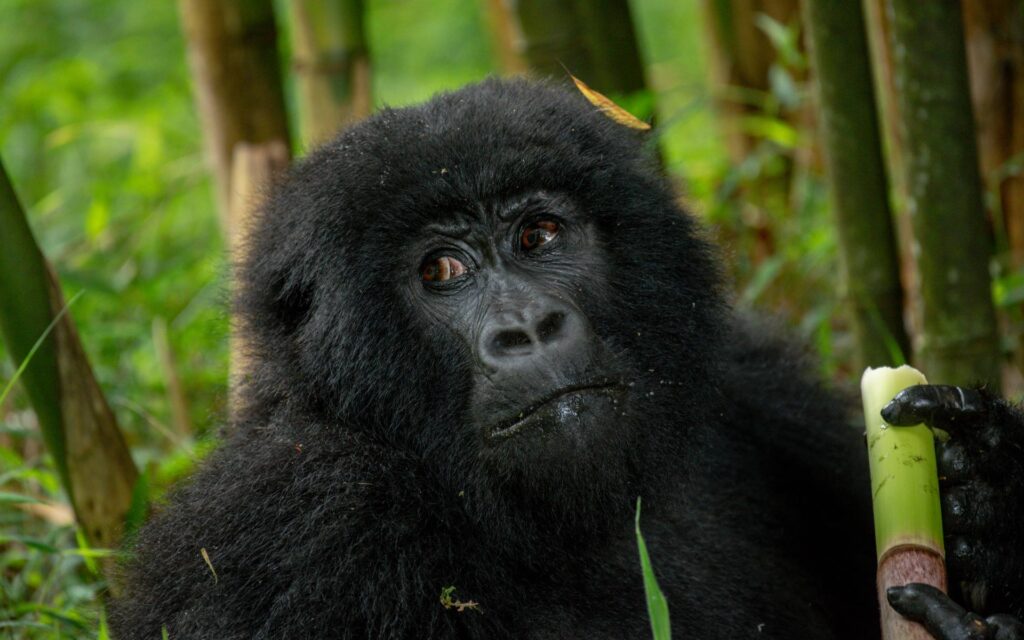 Young mountain gorilla holding bamboo in Mgahinga Gorilla National Park, Uganda
