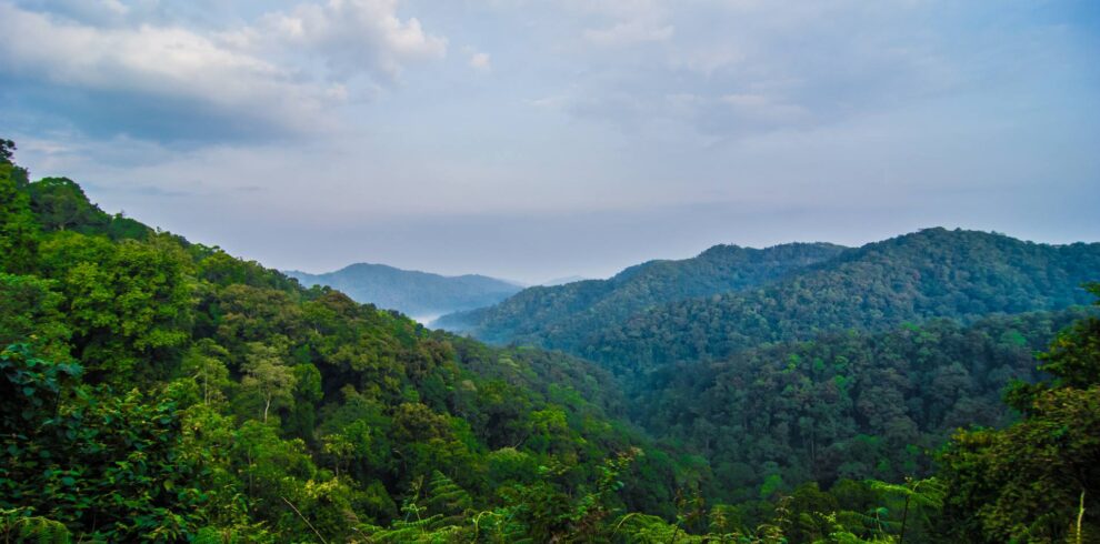 Panorama of the forested hills of Bwindi Impenetrable National Park under a blue sky