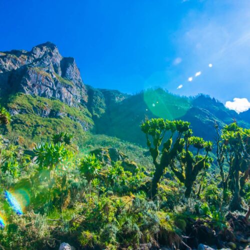 Giant groundsels in front of the jagged Rwenzori peaks with the sun shining through, Uganda
