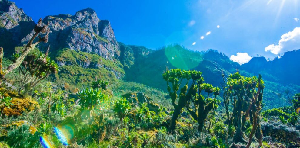 Giant groundsels in front of the jagged Rwenzori peaks with the sun shining through, Uganda