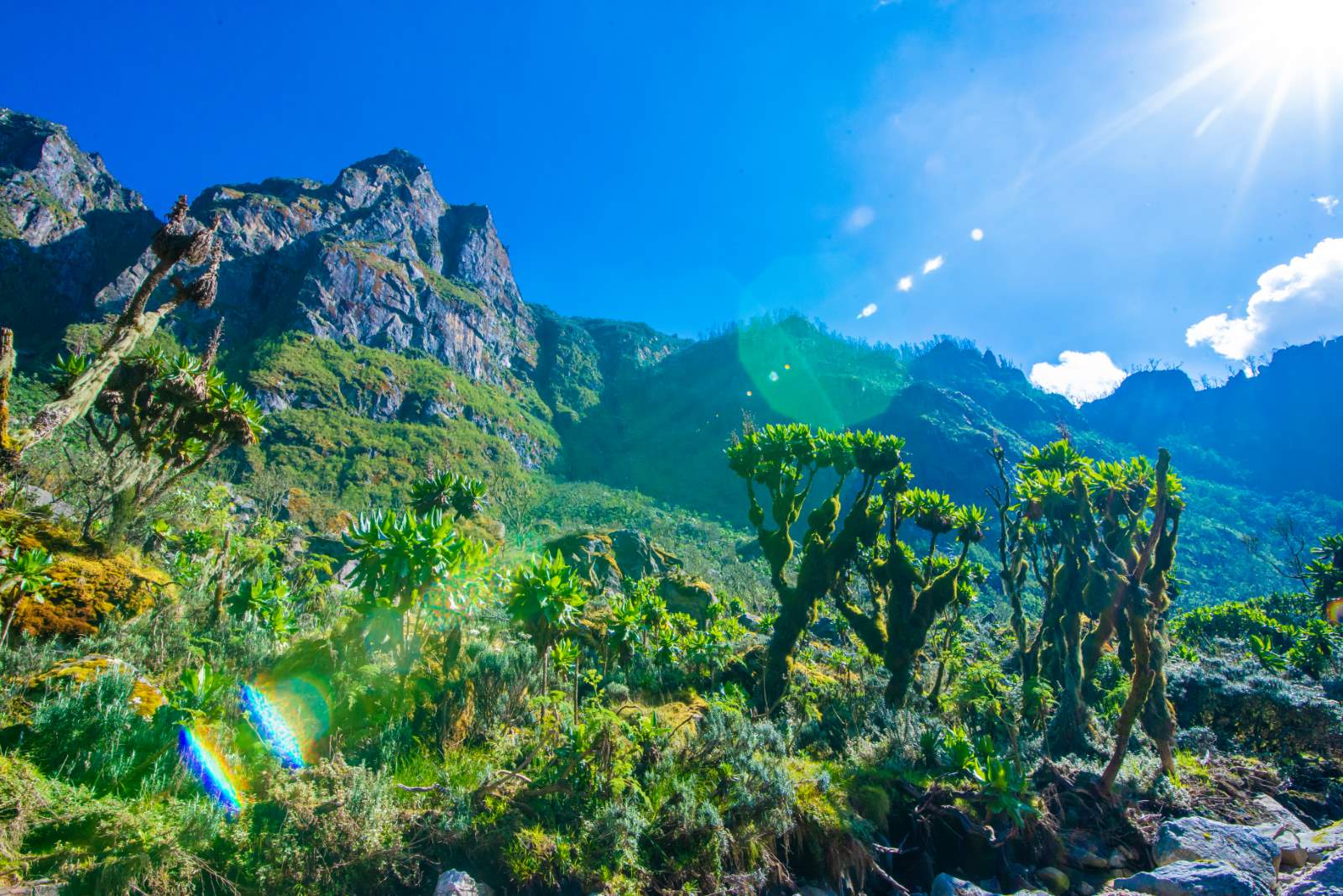 Giant groundsels in front of the jagged Rwenzori peaks with the sun shining through, Uganda