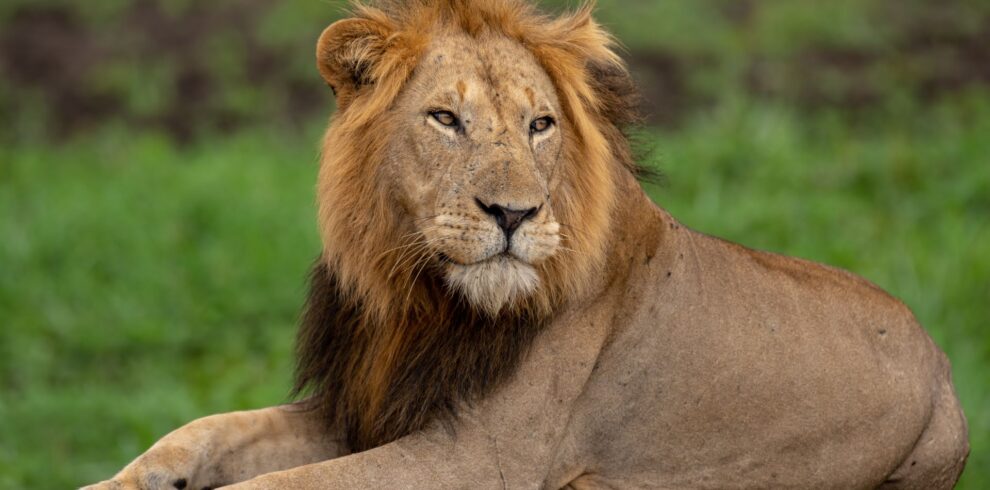 Portrait of a male lion in Queen Elizabeth National Park