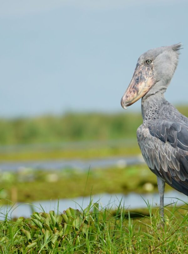 Shoebill standing in a papyrus swamp like Mabamba near Entebbe